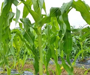 corn-field of maimaru